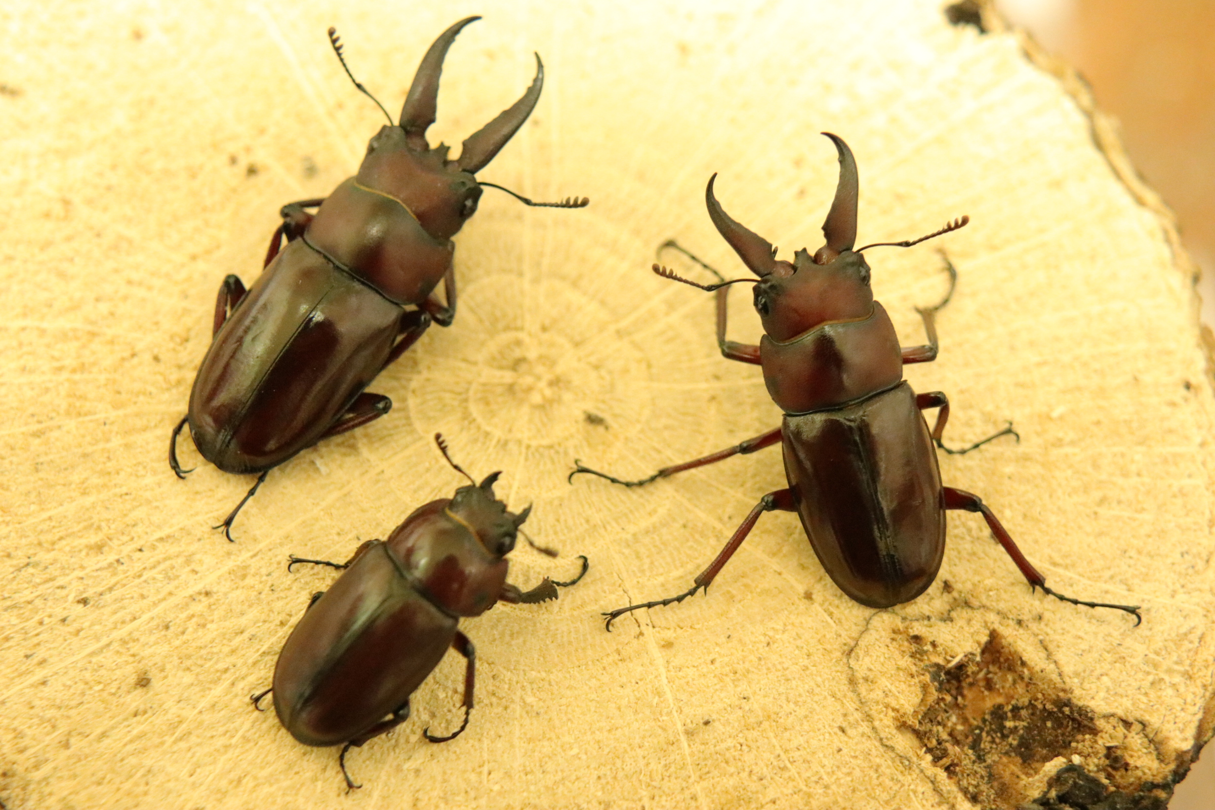 オキナワノコギリクワガタ☆キンプン☆幻